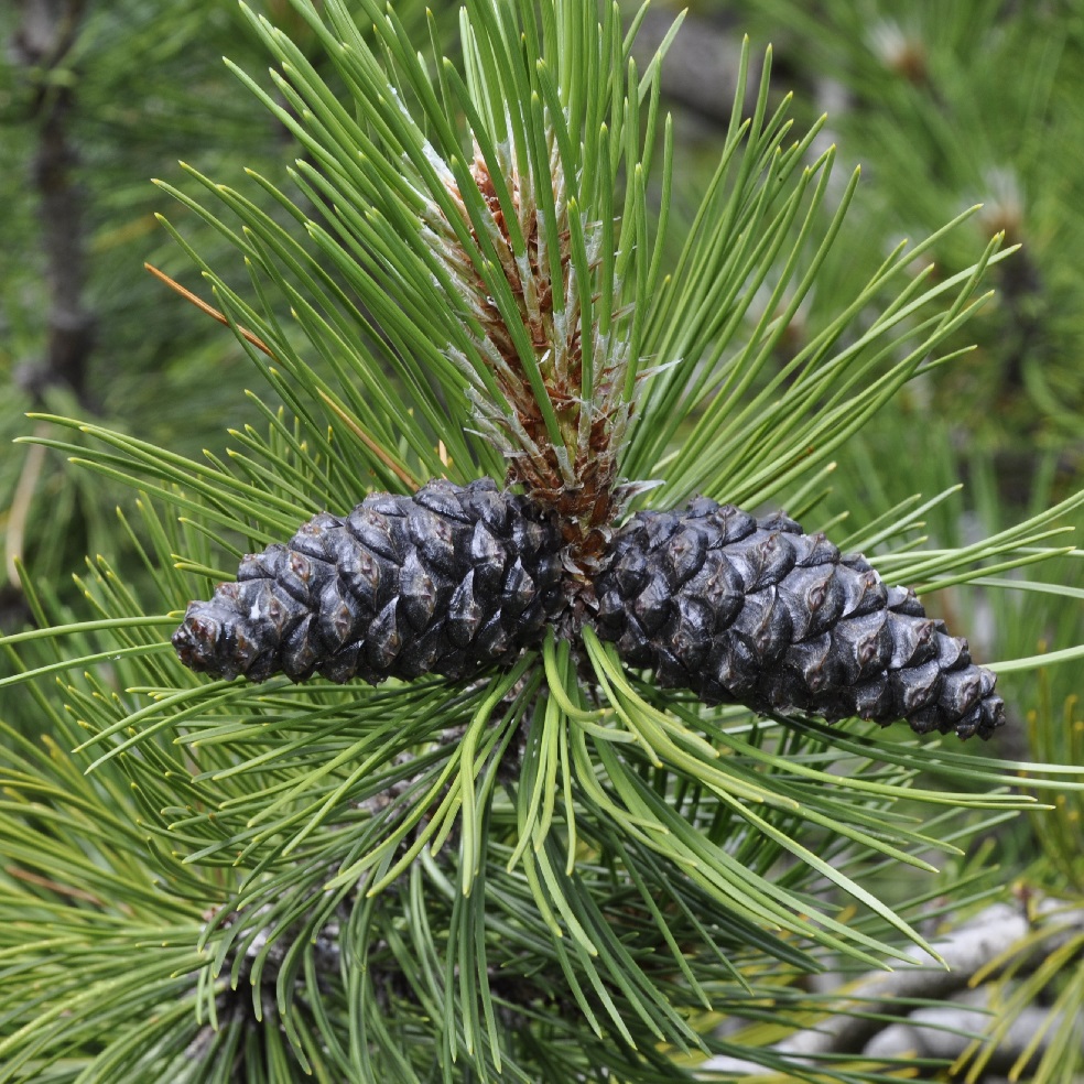 Изображение особи Pinus heldreichii.