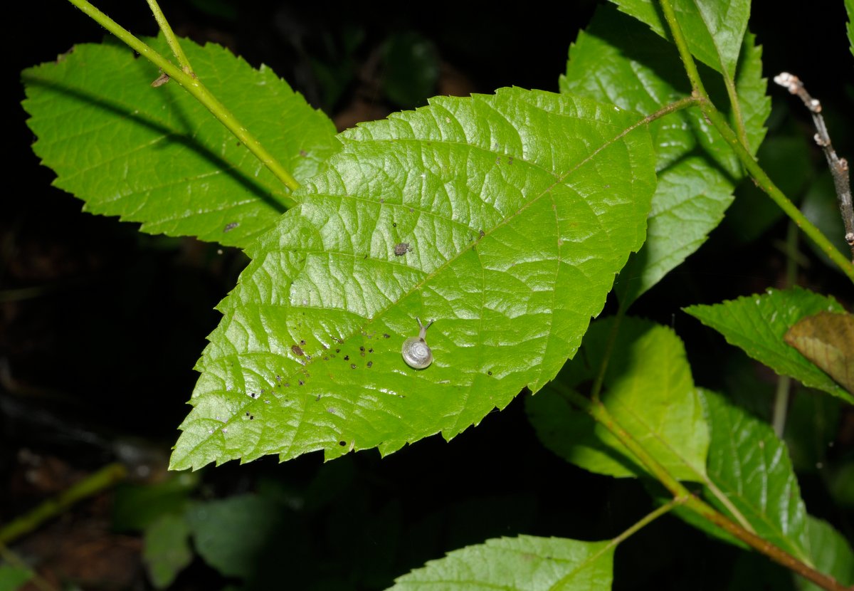 Image of Alnus japonica specimen.