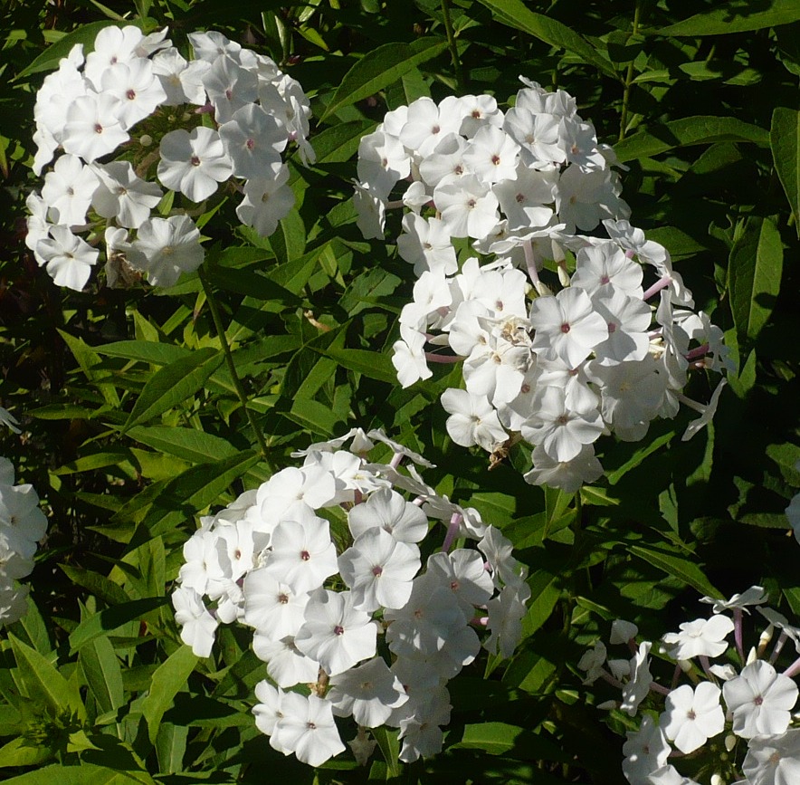 Изображение особи Phlox paniculata.