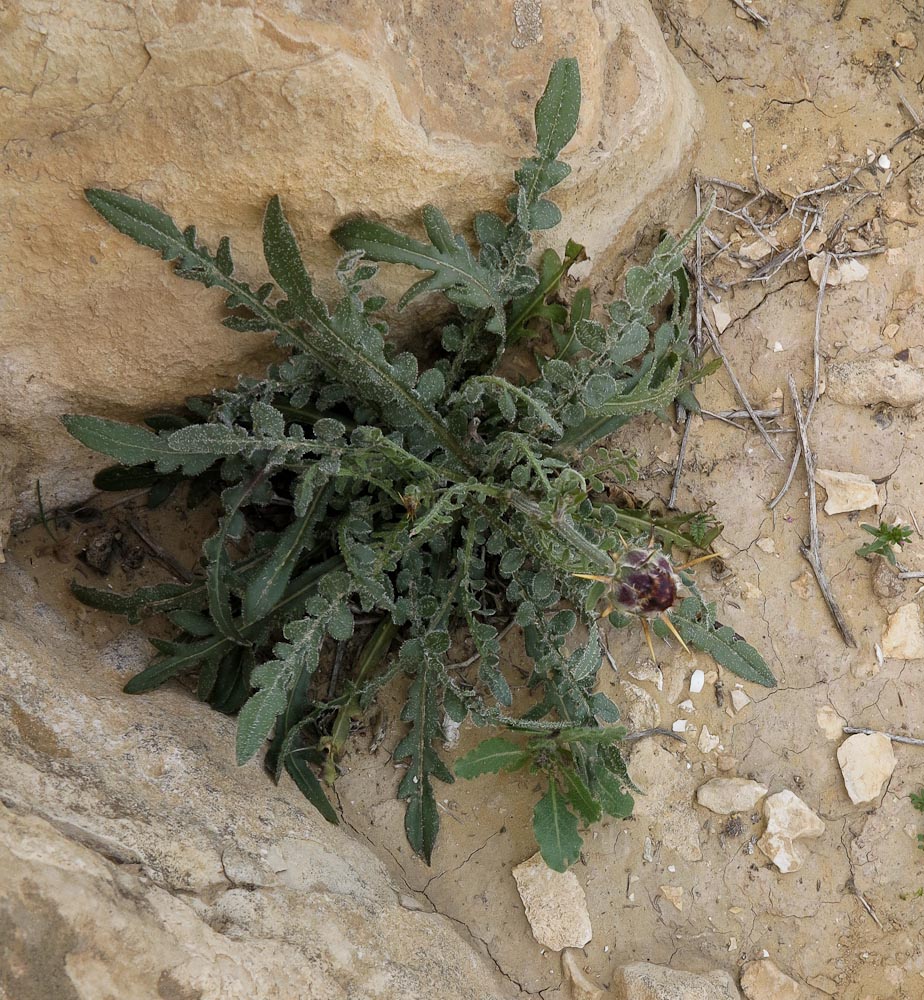Image of Centaurea eryngioides specimen.