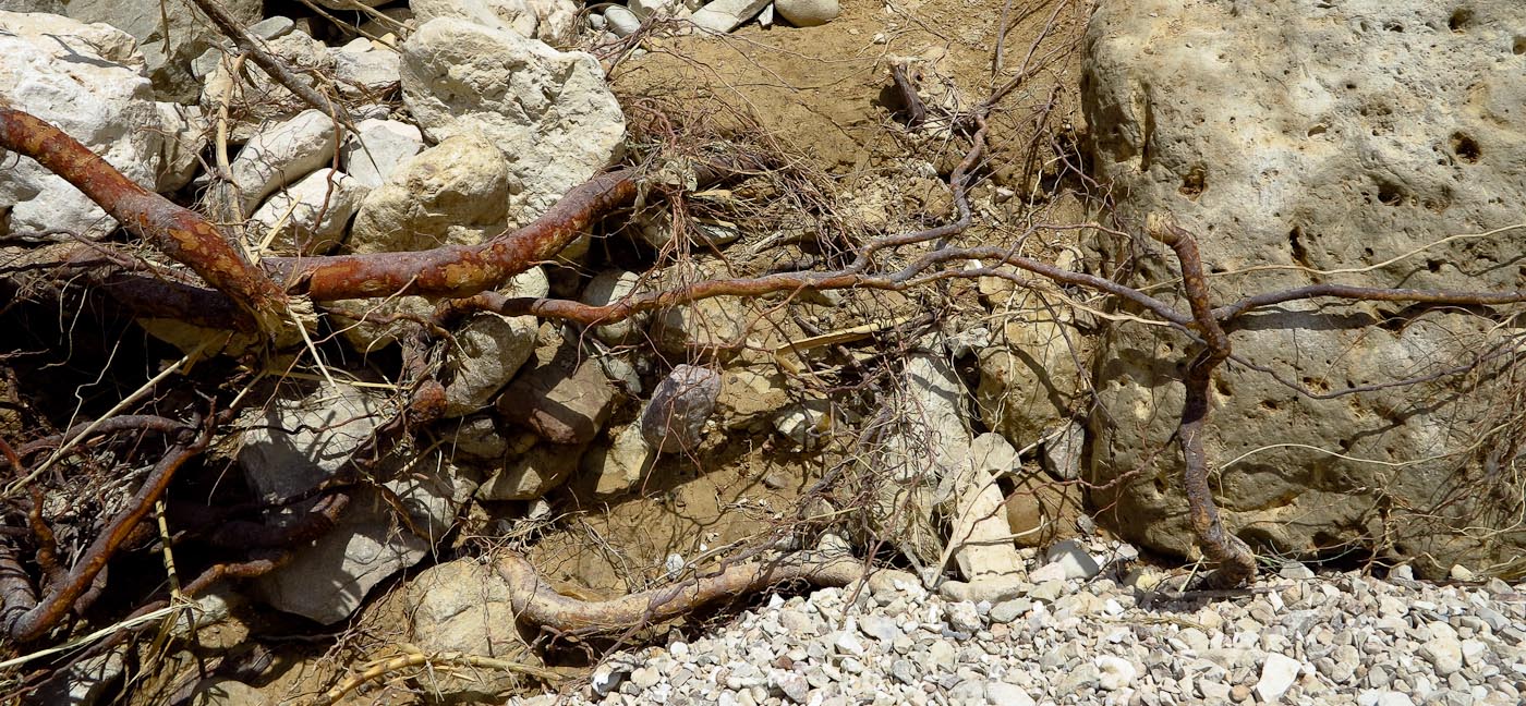 Image of Tamarix nilotica specimen.