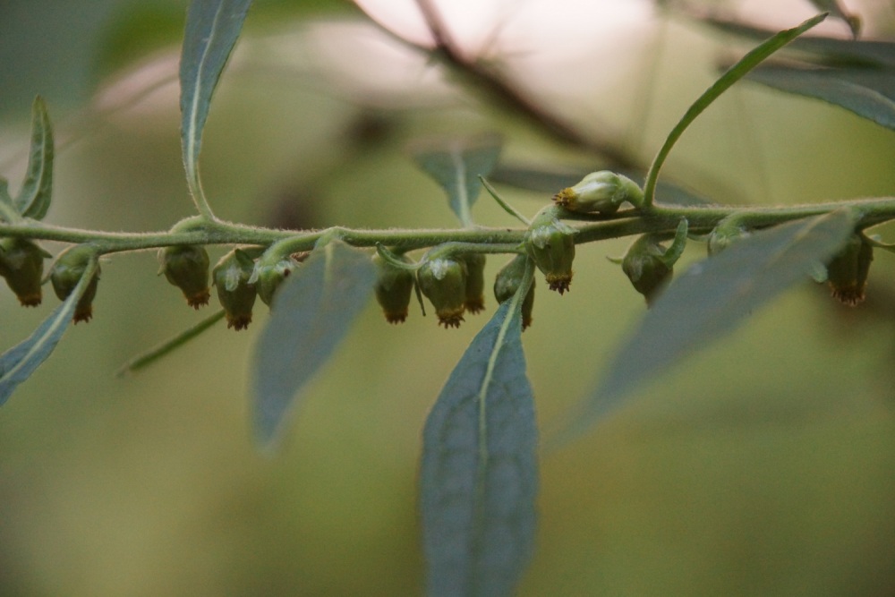 Image of Carpesium abrotanoides specimen.