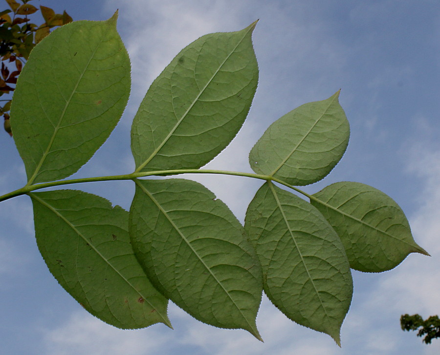 Image of genus Staphylea specimen.