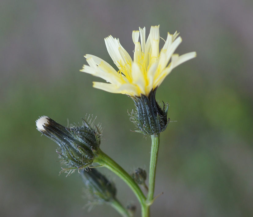 Image of Picris davurica specimen.