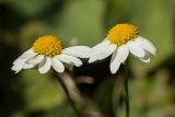 Anthemis