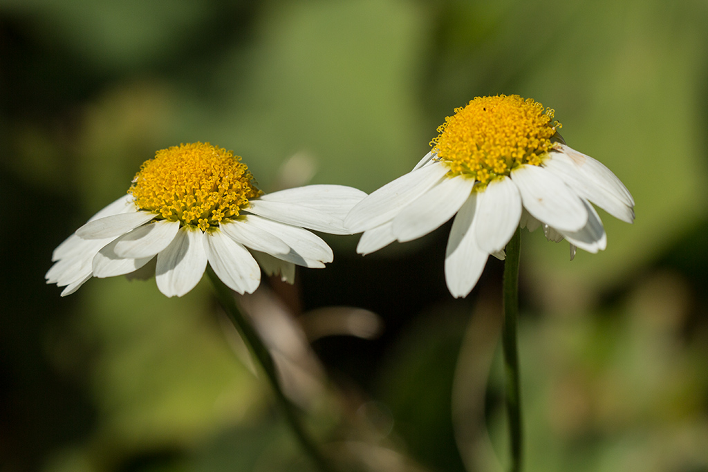 Изображение особи род Anthemis.