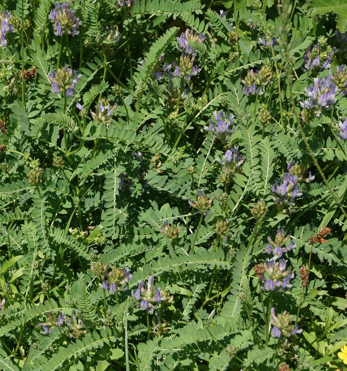 Изображение особи Astragalus tibetanus.