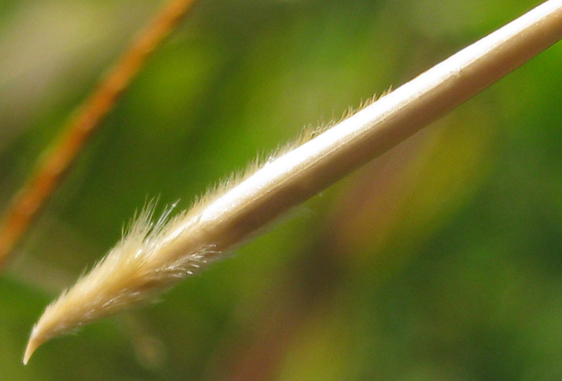 Image of Stipa pennata specimen.