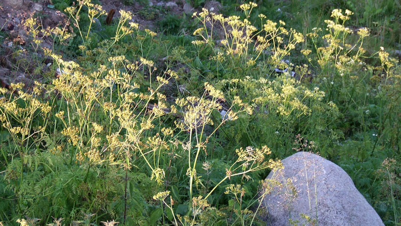 Image of Anthriscus sylvestris specimen.