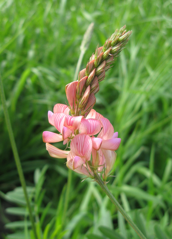 Изображение особи Onobrychis viciifolia.