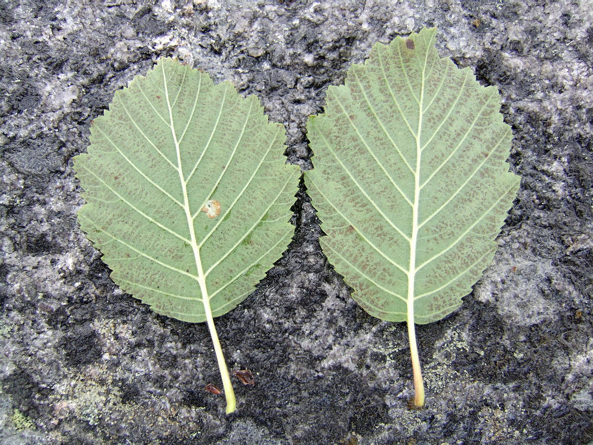 Image of Alnus kolaensis specimen.