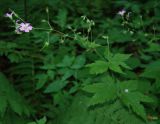 Geranium gracile