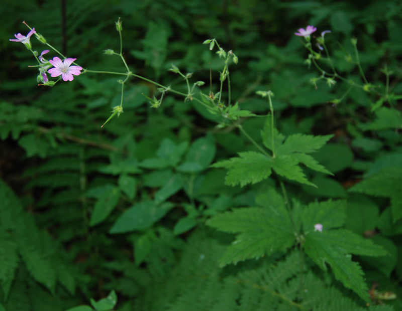 Image of Geranium gracile specimen.