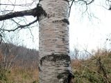 Betula callosa