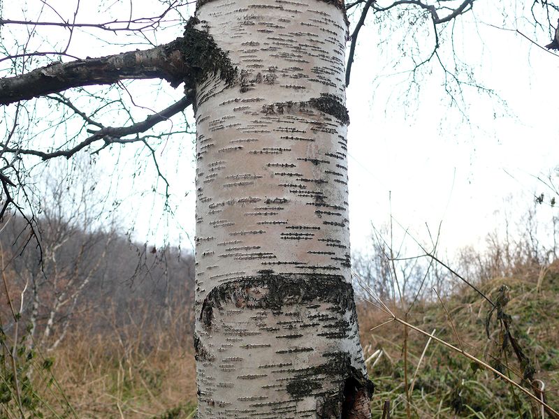 Изображение особи Betula callosa.