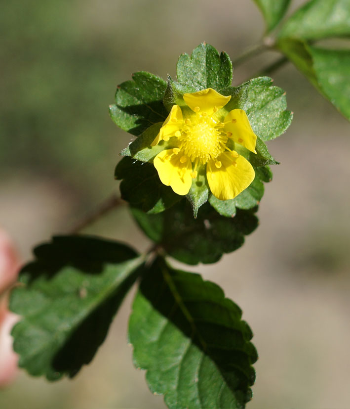 Изображение особи Duchesnea indica.