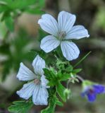 Geranium krylovii