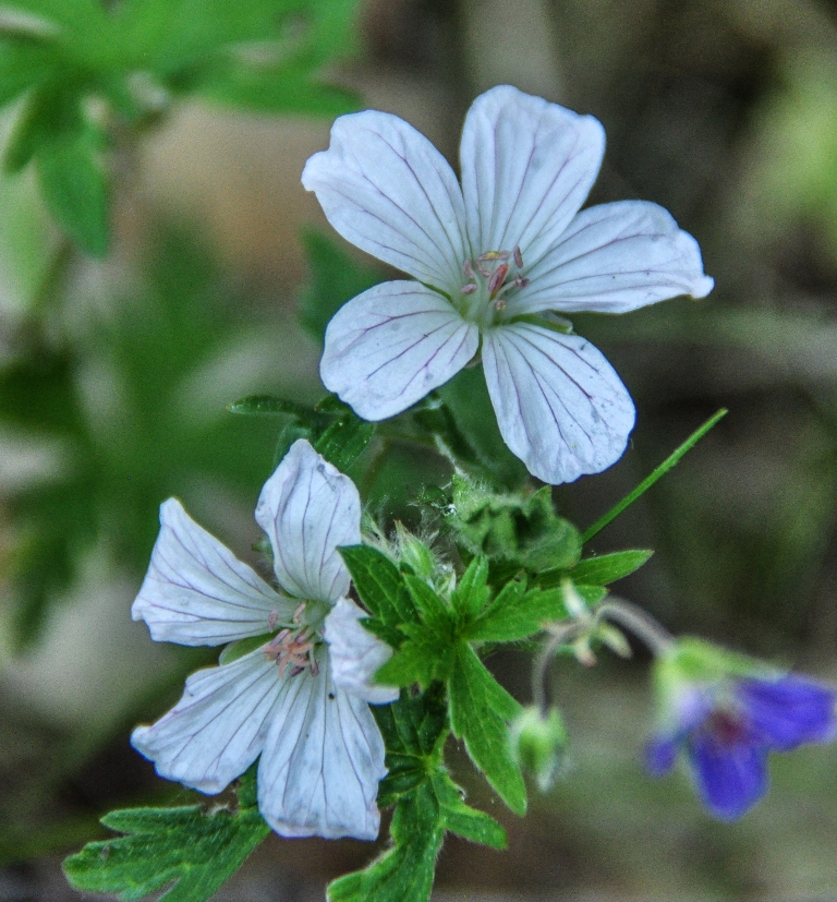 Изображение особи Geranium krylovii.