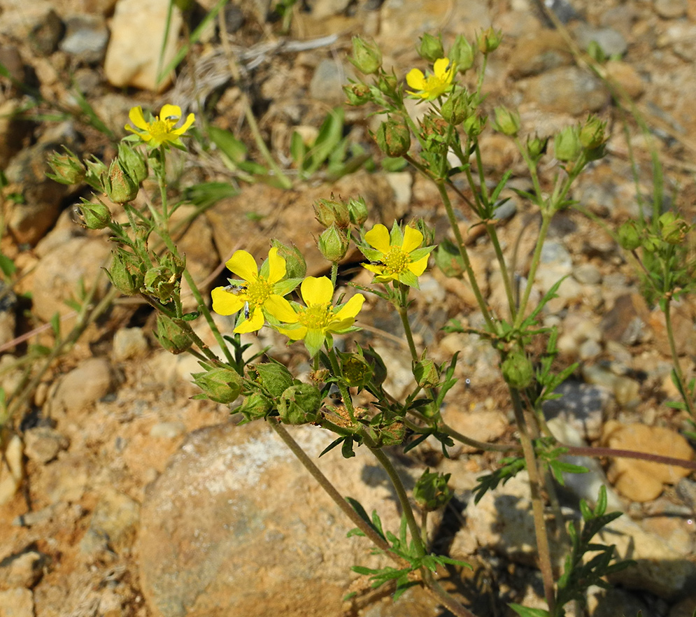 Image of Potentilla ozjorensis specimen.