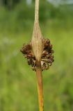 Juncus conglomeratus