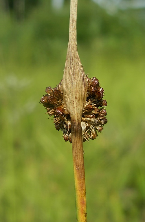 Изображение особи Juncus conglomeratus.