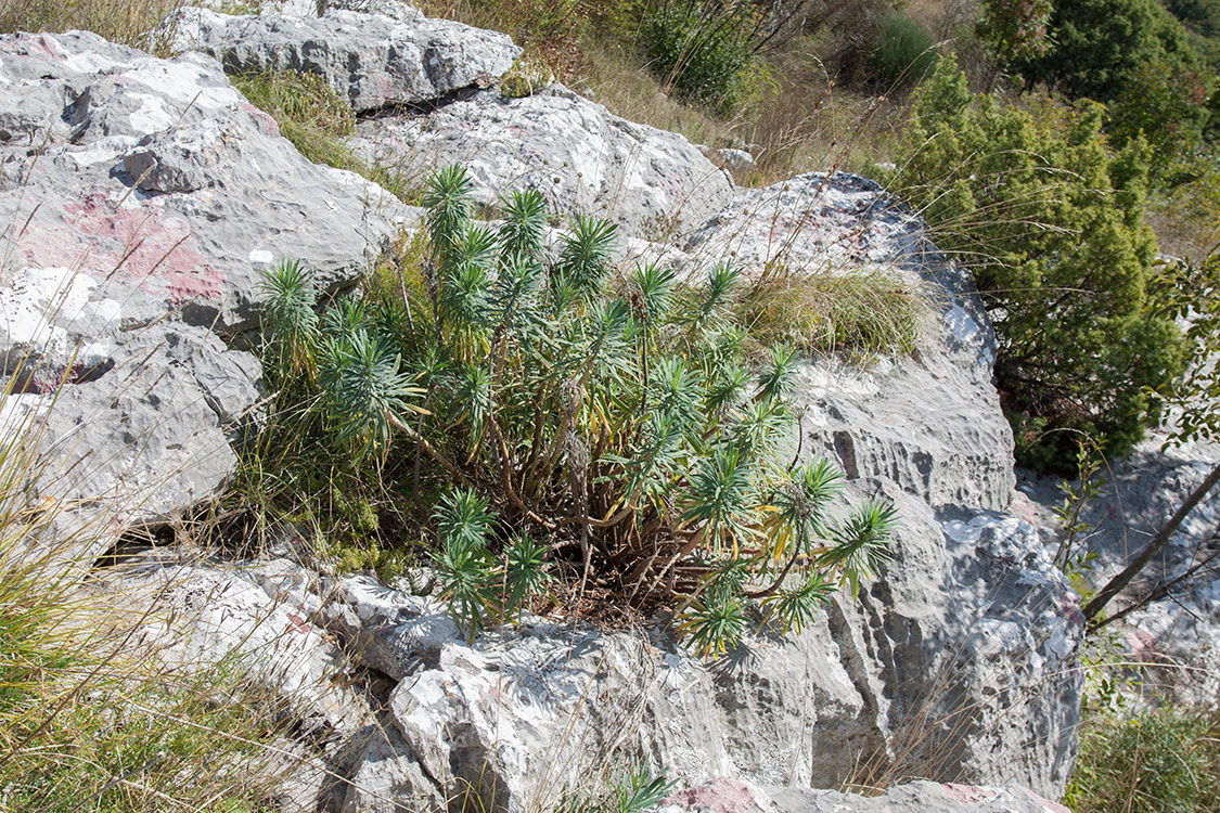 Image of Euphorbia characias specimen.