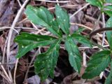 Cardamine quinquefolia