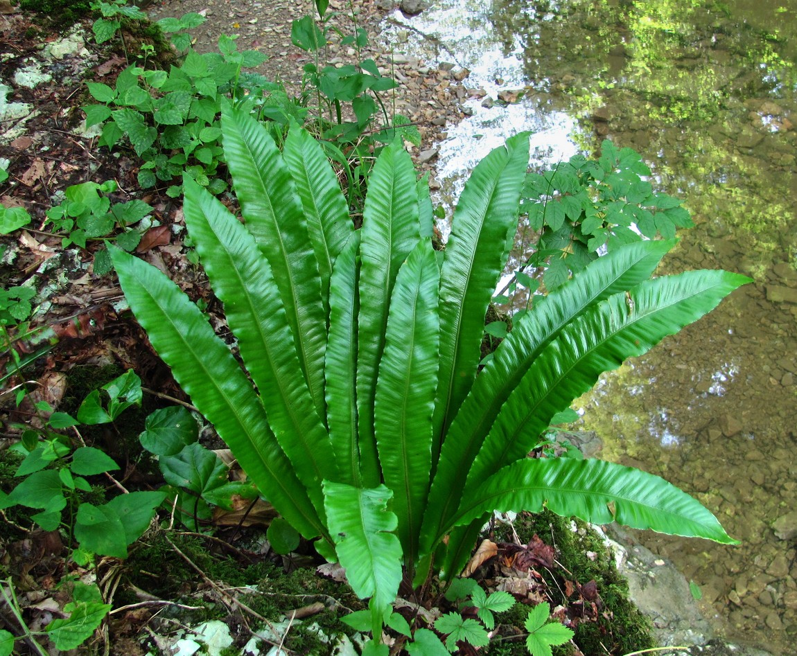 Image of Phyllitis scolopendrium specimen.