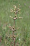 Silene hellmannii. Соцветие. Крым, Сакский р-н, нарушенная степь в окр. с. Карьерное. 13 мая 2015 г.