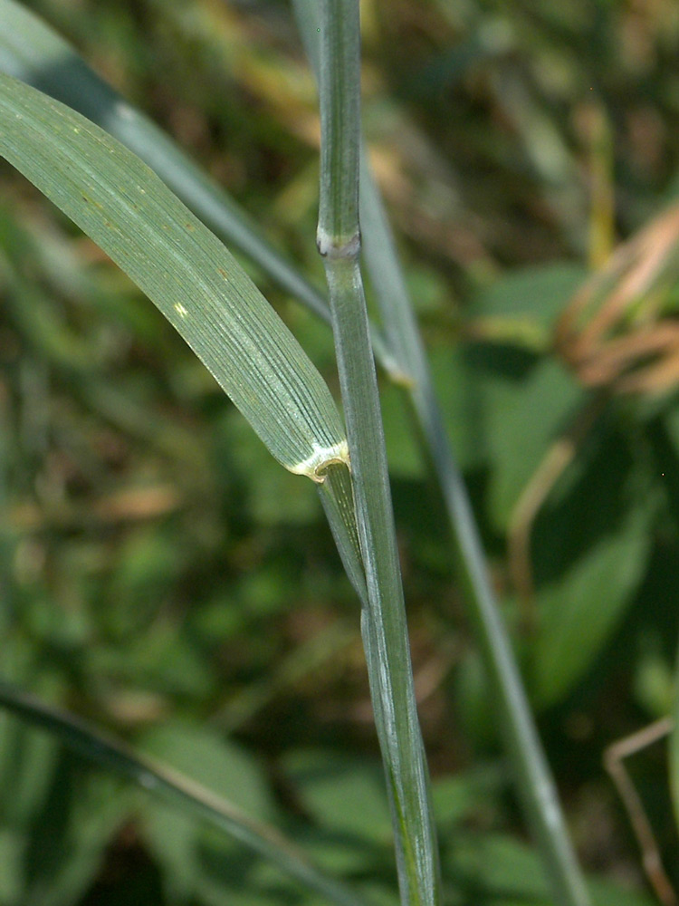 Изображение особи Elytrigia intermedia.