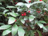 Ardisia cornudentata