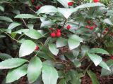 Ardisia cornudentata. Ветви с плодами. Австралия, г. Брисбен, ботанический сад. 12.09.2015.