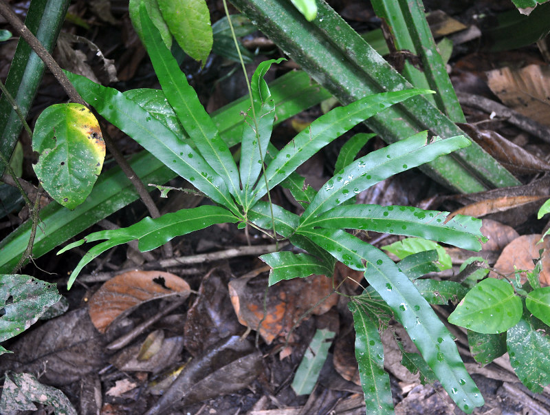 Изображение особи Lygodium circinatum.