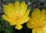 Adonis vernalis