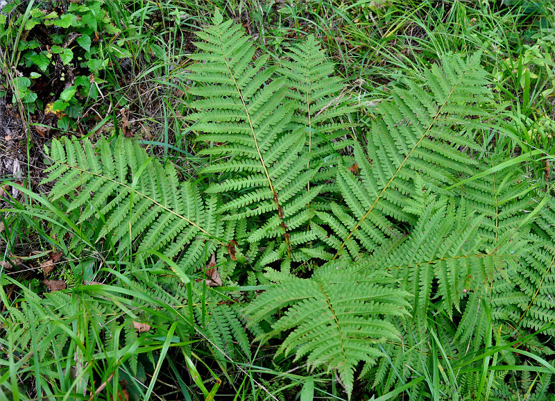 Image of Osmundastrum asiaticum specimen.