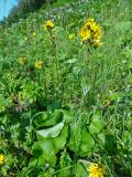 Ligularia hodgsonii