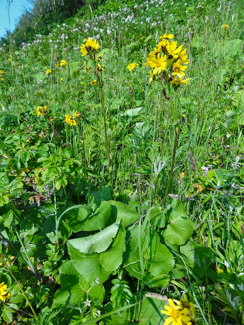 Изображение особи Ligularia hodgsonii.