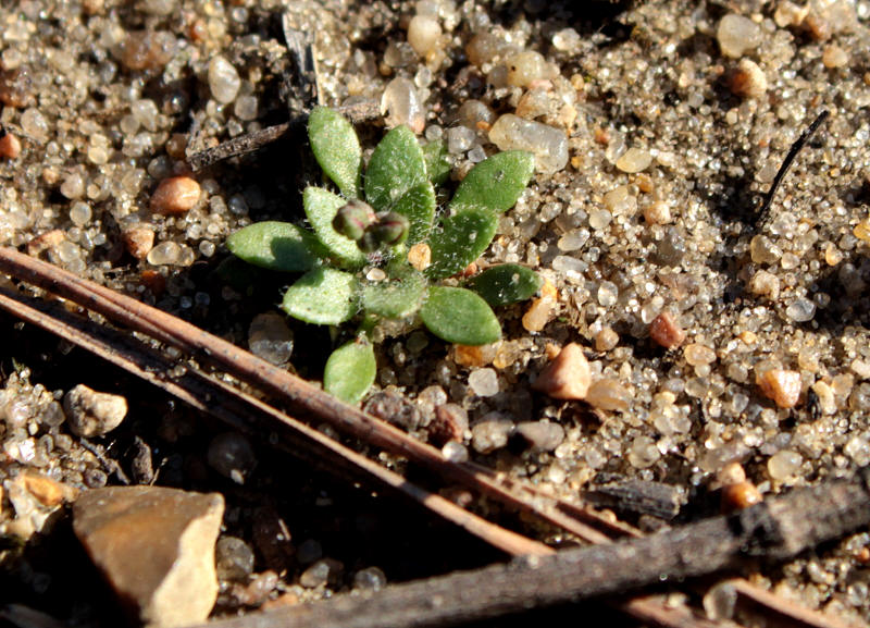 Изображение особи Erophila verna.