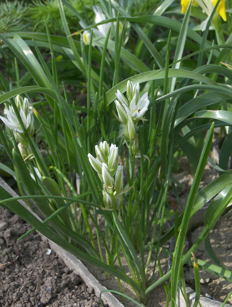 Image of Ornithogalum gabrielianae specimen.