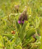 Dactylorhiza umbrosa. Зацветающее растение. Кыргызстан, Нарынская обл., левый берег р. Нарын, долина руч. Бурган-Суу. 05.06.2015.