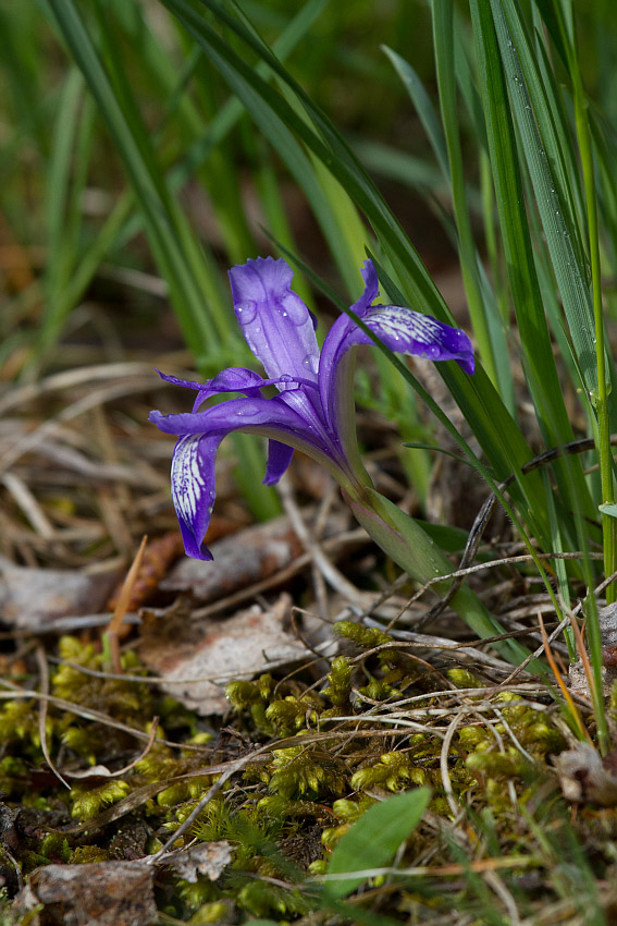 Изображение особи Iris ruthenica.