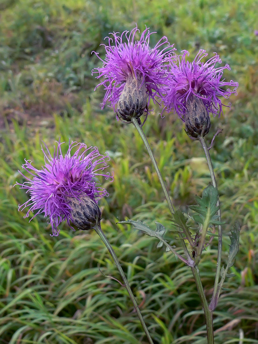 Image of Serratula coronata specimen.