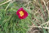 Paeonia hybrida