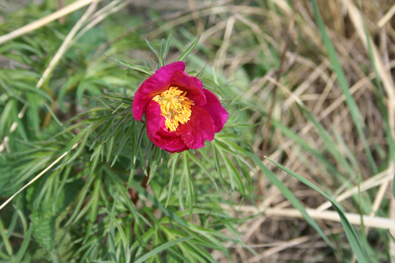 Изображение особи Paeonia hybrida.