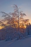 genus Betula. Покоящееся взрослое дерево. Южный Урал, хр. Зигальга, склон вершины 1235,7 м, обращённый в сторону горы Иремель. 7 января 2016 г.