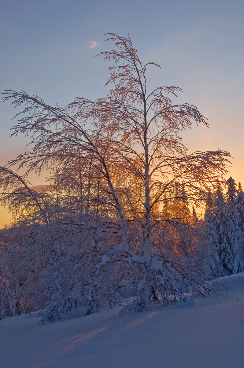 Изображение особи род Betula.