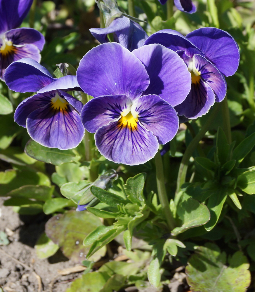 Image of Viola wittrockiana specimen.