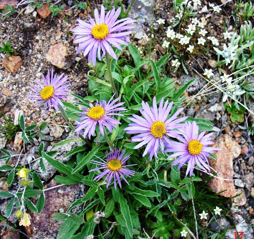 Изображение особи Aster alpinus.