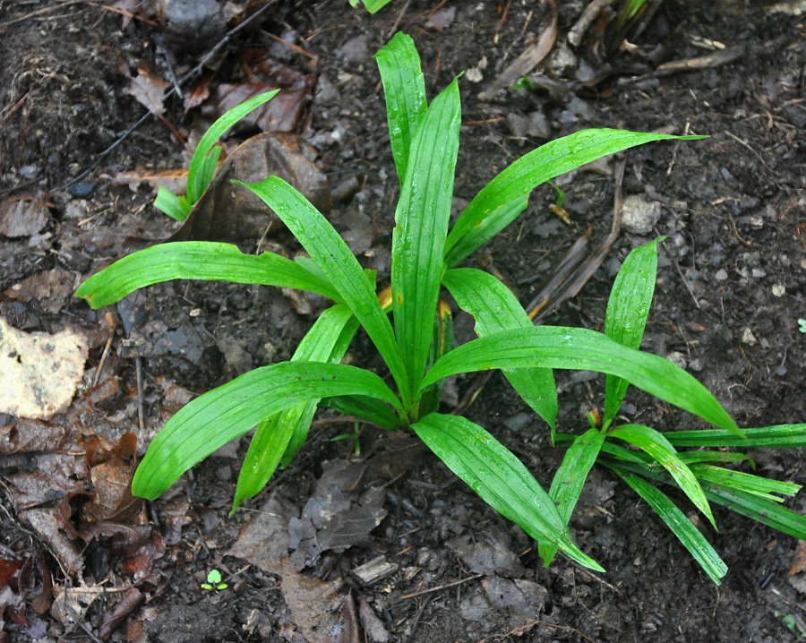 Image of Carex siderosticta specimen.