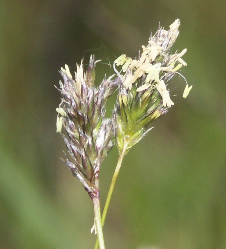 Image of Sesleria caerulea specimen.
